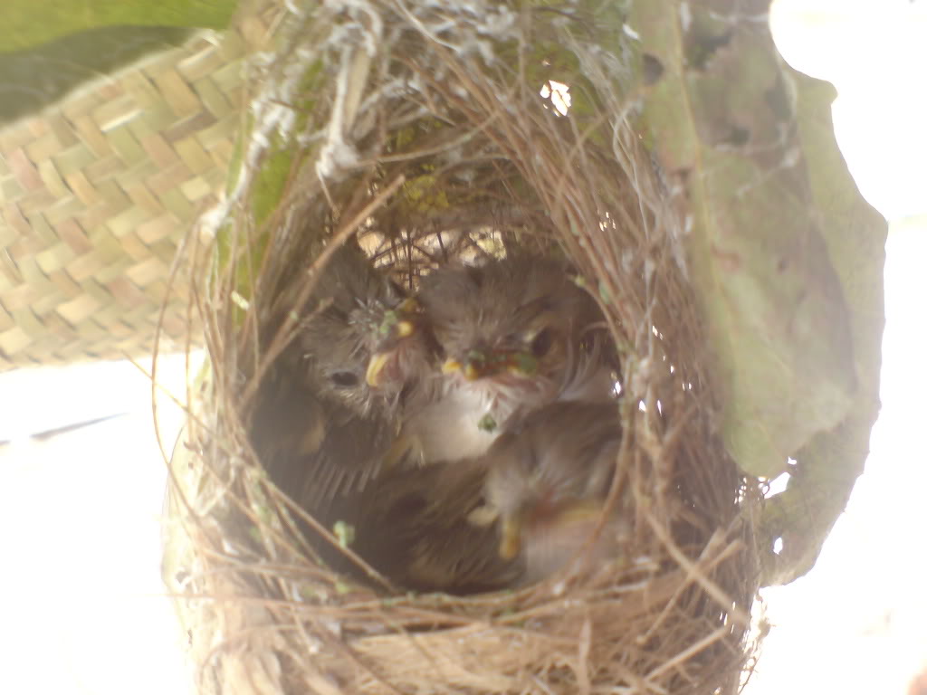 13+ Anak burung prenjak sawah terbaru